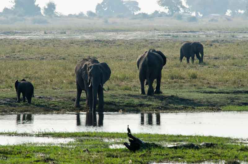 33 - Botswana - elefantes - parque nacional de Chobe